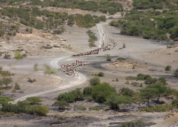 Serengeti-3440.jpg - Maasi and their cattle