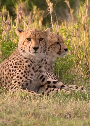 Serengeti-0009.jpg