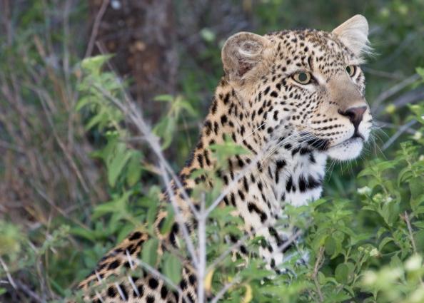 Serengeti-0061.jpg - Leopard