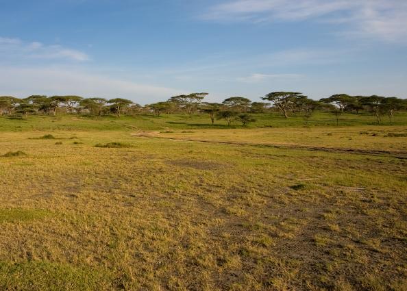 Serengeti-3377.jpg