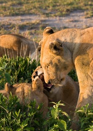 Serengeti-9172.jpg