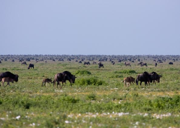 Serengeti-9292.jpg