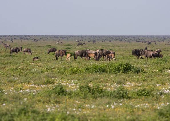 Serengeti-9293.jpg