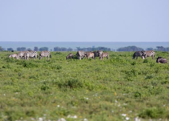 Serengeti-9297.jpg