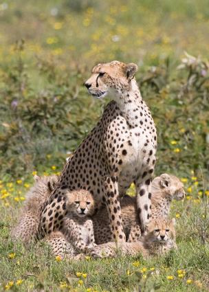 Serengeti-9601.jpg
