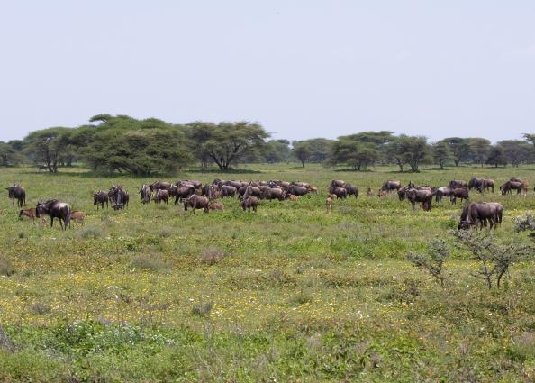 Serengeti-9766.jpg