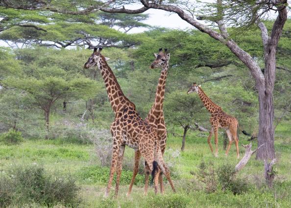 Serengeti-9819.jpg