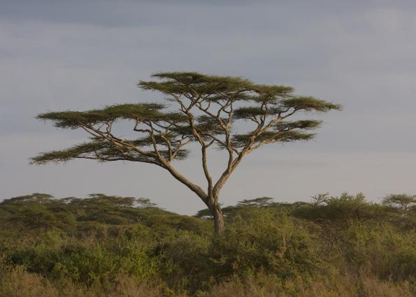 Serengeti-9948.jpg