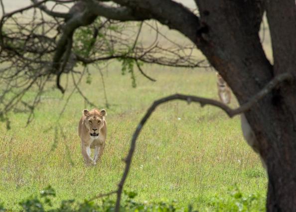 Serengeti-7192.jpg