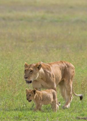 Serengeti-7223.jpg