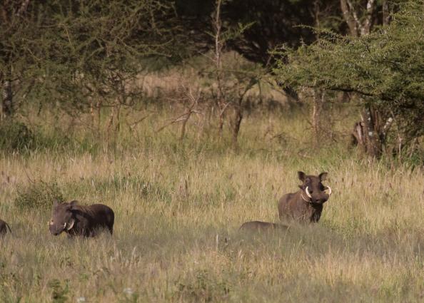 Serengeti-7740.jpg - Warthogs