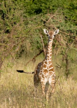 Serengeti-8194.jpg