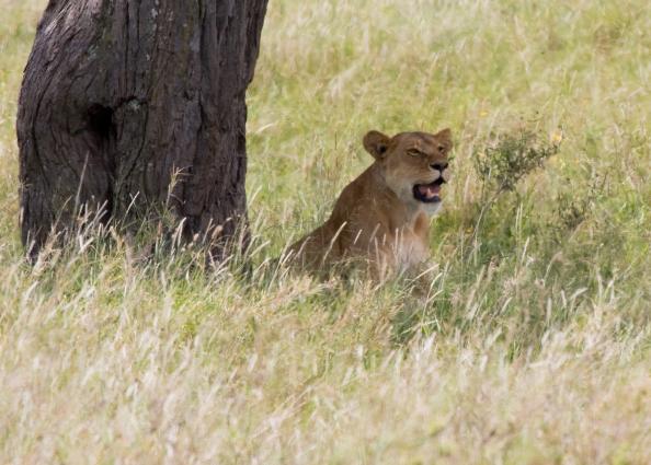 Serengeti-8541.jpg