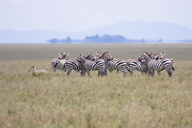 Serengeti-8596.jpg