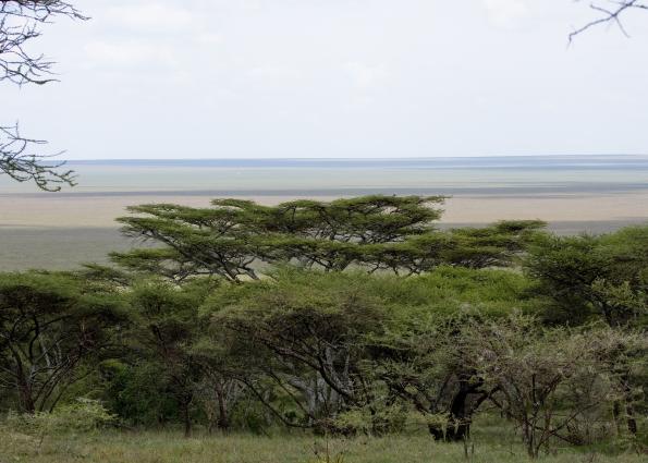 Serengeti-8717.jpg