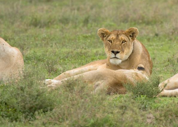 Serengeti-8744.jpg
