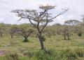 Serengeti-8109