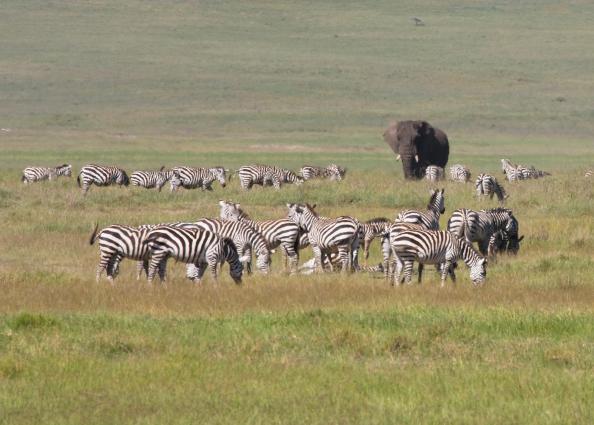 Ngorongoro-0549.jpg