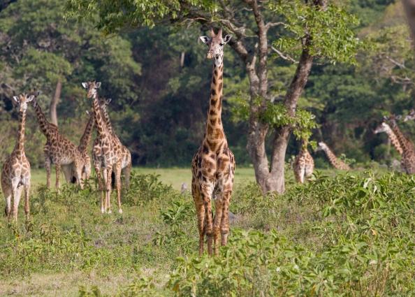 Arusha-6588.jpg - Lots of Giraffes everywhere...