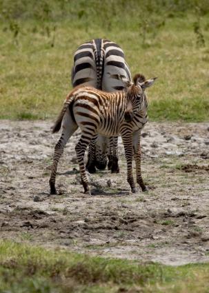 Arusha-6828.jpg - Zebra and baby