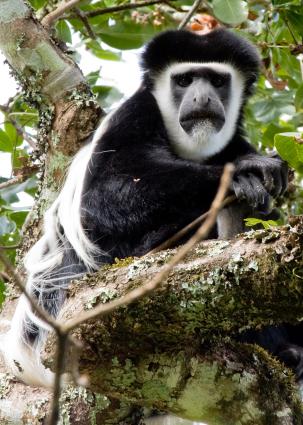 Arusha-6965.jpg - Black and White Colobus monkey