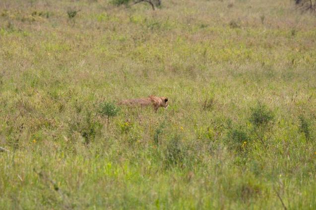 Serengeti-8437.jpg - Female Lion looking for lunch....