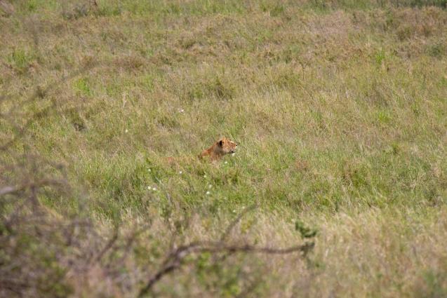 Serengeti-8442.jpg - lunch????