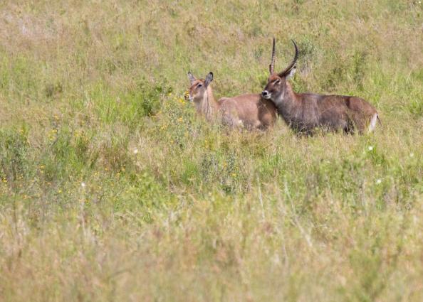 Serengeti-8448.jpg - Common WaterBuck (lunch)