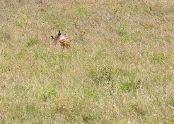 Serengeti-8467.jpg - not sure....