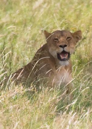 Serengeti-8556.jpg - close up....