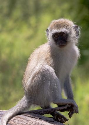 Mamyara-3735.jpg - Vervet Monkey