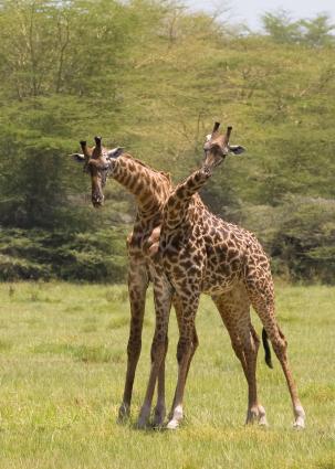 Mamyara-3786.jpg - Giraffes fighting (with their necks)