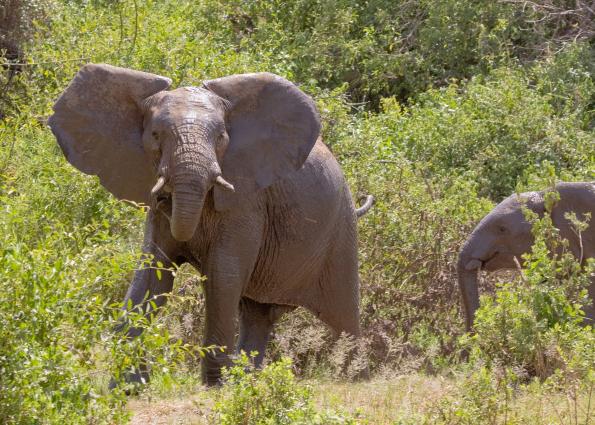 Mamyara-4208.jpg - Elephants bathing in the mud