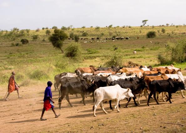 Zanzibar-4620.jpg - Maasi and their cows