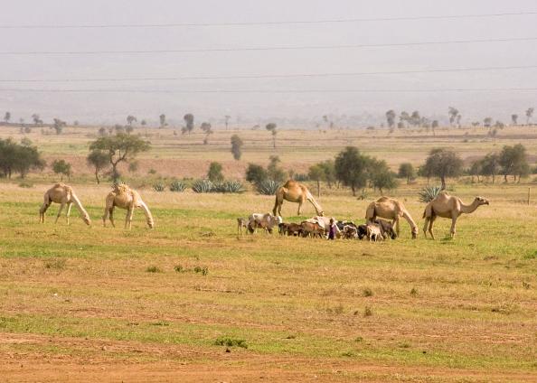 Zanzibar-4643.jpg - camels along the main road