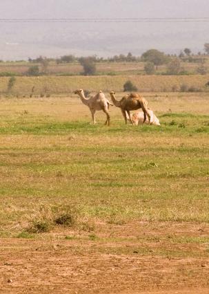 Zanzibar-4645.jpg - more camels