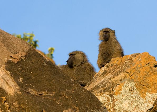 Serengeti-7663.jpg - Baboons at camp.