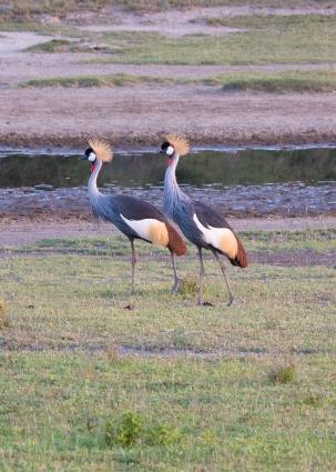 Serengeti-0072.jpg - Crowned Crane