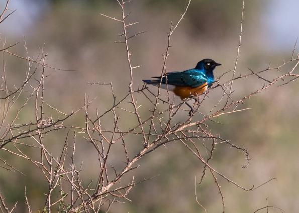 Serengeti-0105.jpg - Superb Starling