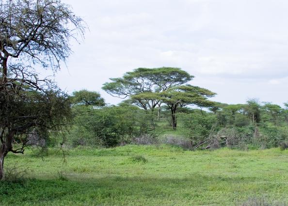 Serengeti-3389.jpg