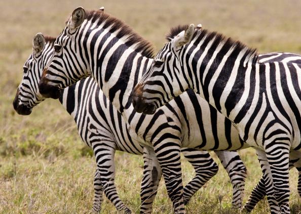Serengeti-7379.jpg - zebra on the serengeti