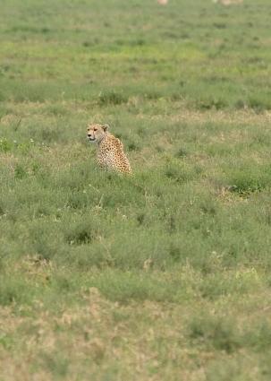 Serengeti-8797.jpg - Cheetah looking for breakfast, NOT a safari vehicle!!!!