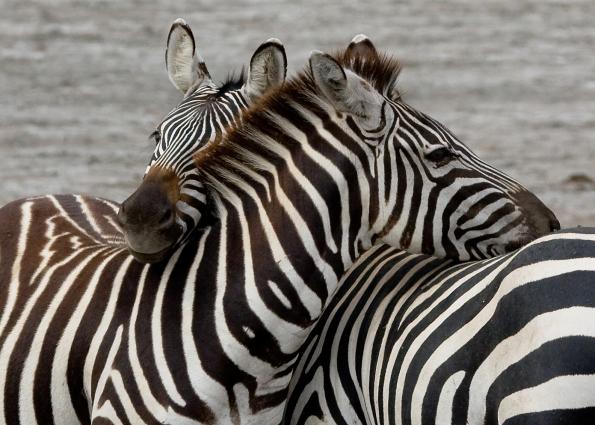 Serengeti-8824.jpg - resting.....
