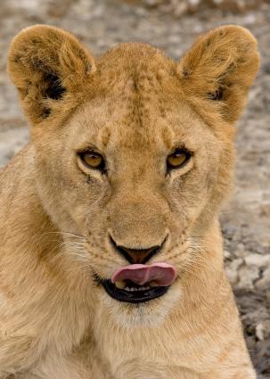Serengeti-8890.jpg - Another young lion cub