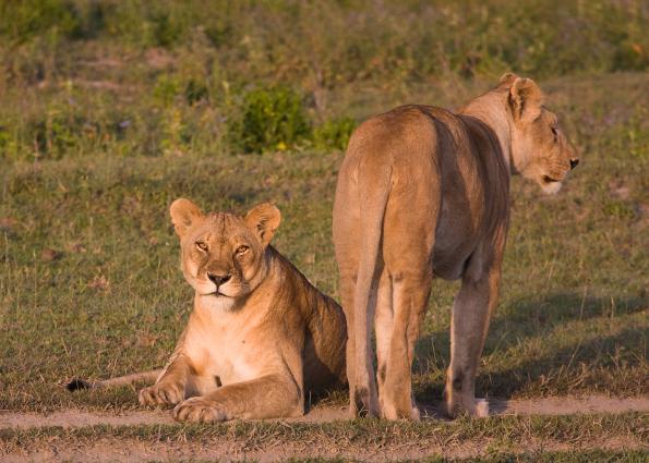 Serengeti-9143.jpg - the girls are waking up