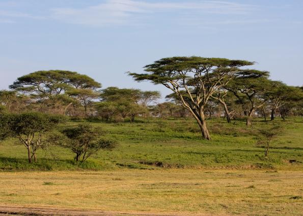 Serengeti-9265.jpg - Serengeti landscape (look how high the trees are)