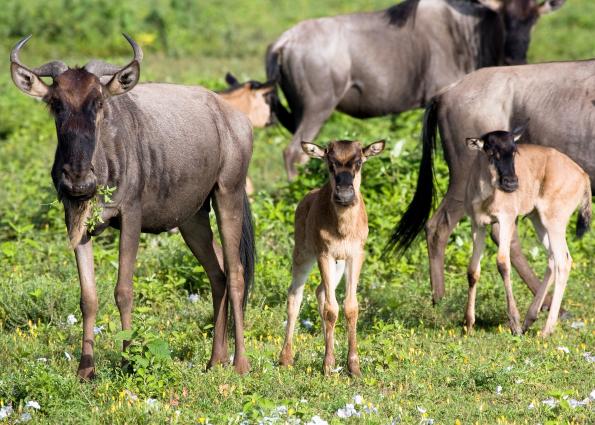 Serengeti-9269.jpg - Wildebeest and their babies
