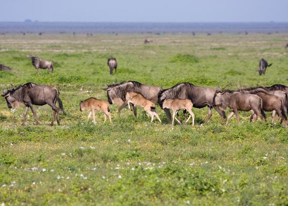 Serengeti-9286.jpg - Wildebeest and their babies