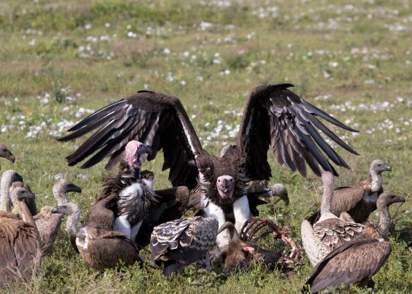 Serengeti-9349.jpg - Vultures waiting for dinner