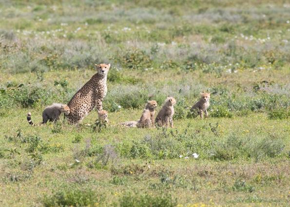 Serengeti-9476.jpg - Mama cheetah with 6 babies